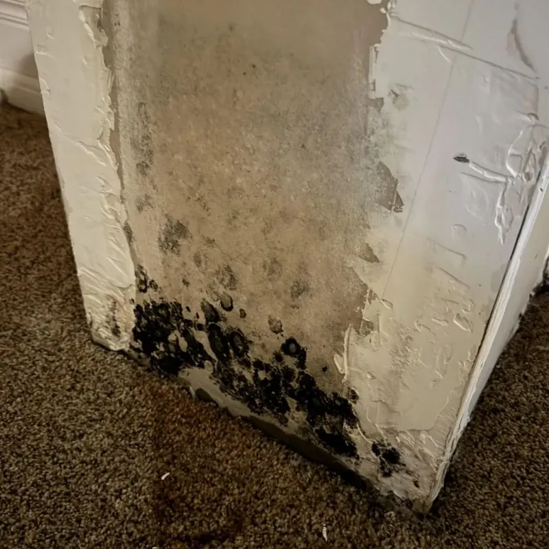Professional Mold Removal in Canby, OR